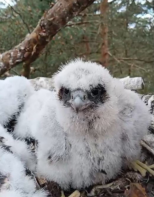 Pisklę&#x20;sokoła&#x20;wędrownego&#x20;w&#x20;gnieździe&#x20;&#x28;Fot&#x2e;&#x20;i&#x20;film&#x3a;&#x20;M&#x2e;&#x20;Sołowiej&#x29;